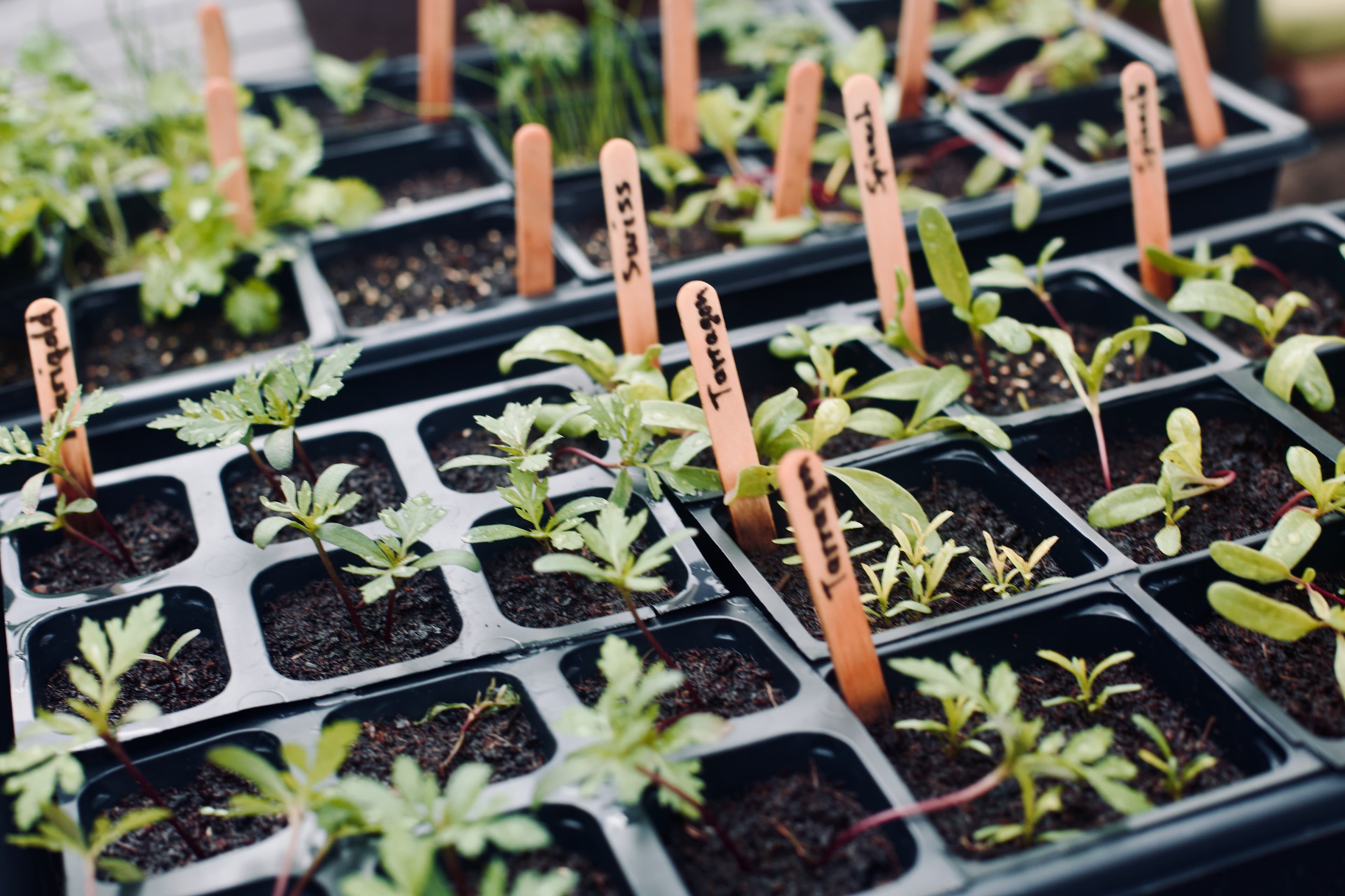 Tiny plants are just starting to grow in neat little trays, each one carefully labeled. It’s the first step toward a home garden full of fresh, organic food — exactly what My Petit Garden is all about. Tiny plants are just starting to grow in neat little trays, each one carefully labeled. It’s the first step toward a home garden full of fresh, organic food — exactly what My Petit Garden is all about.