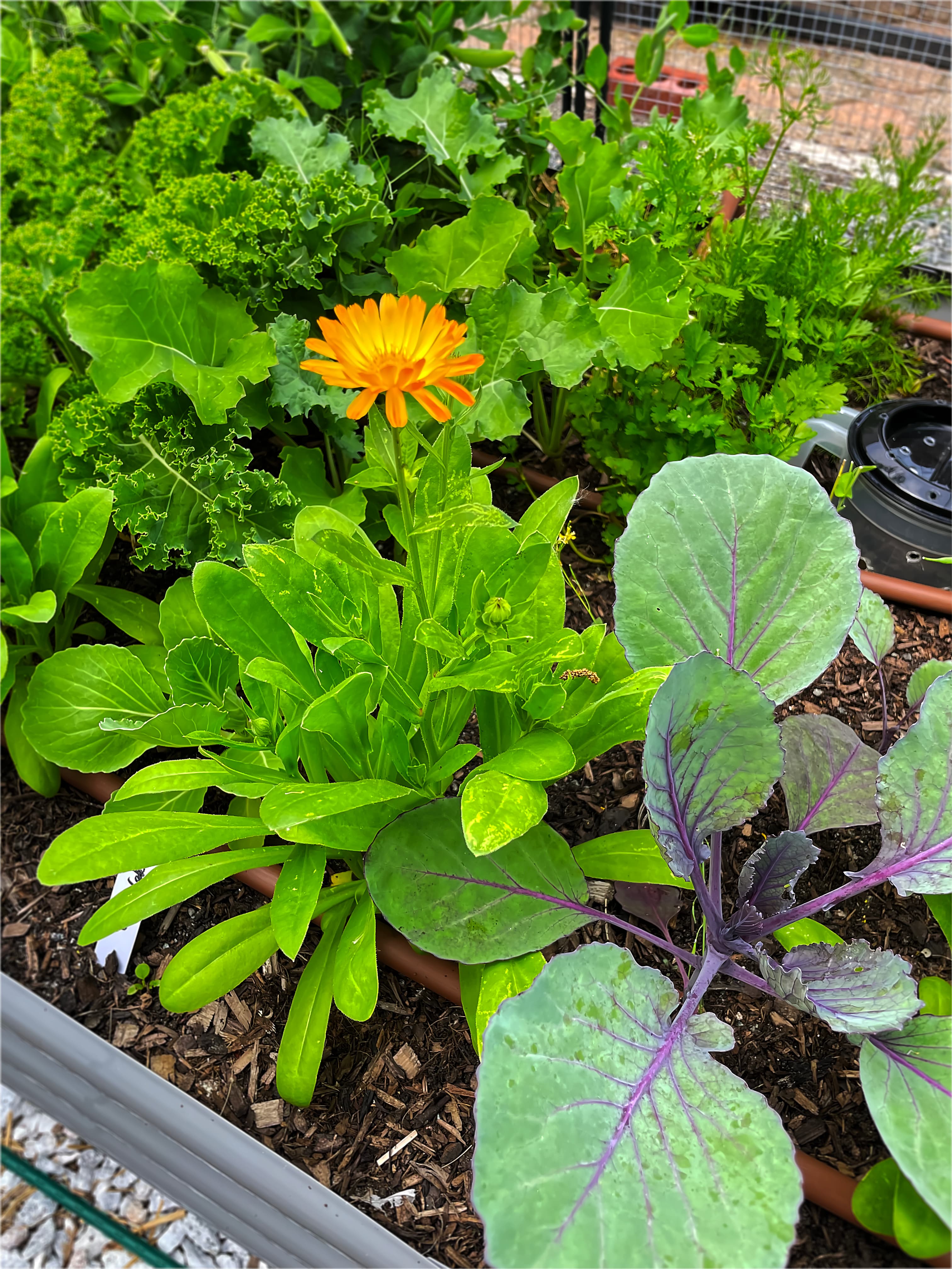 Mixed Greens and Calendula in Raised Garden Bed — Feature Lush raised garden bed with mixed leafy greens, purple chard, and a bright calendula bloom — a My Petit Garden installation.
