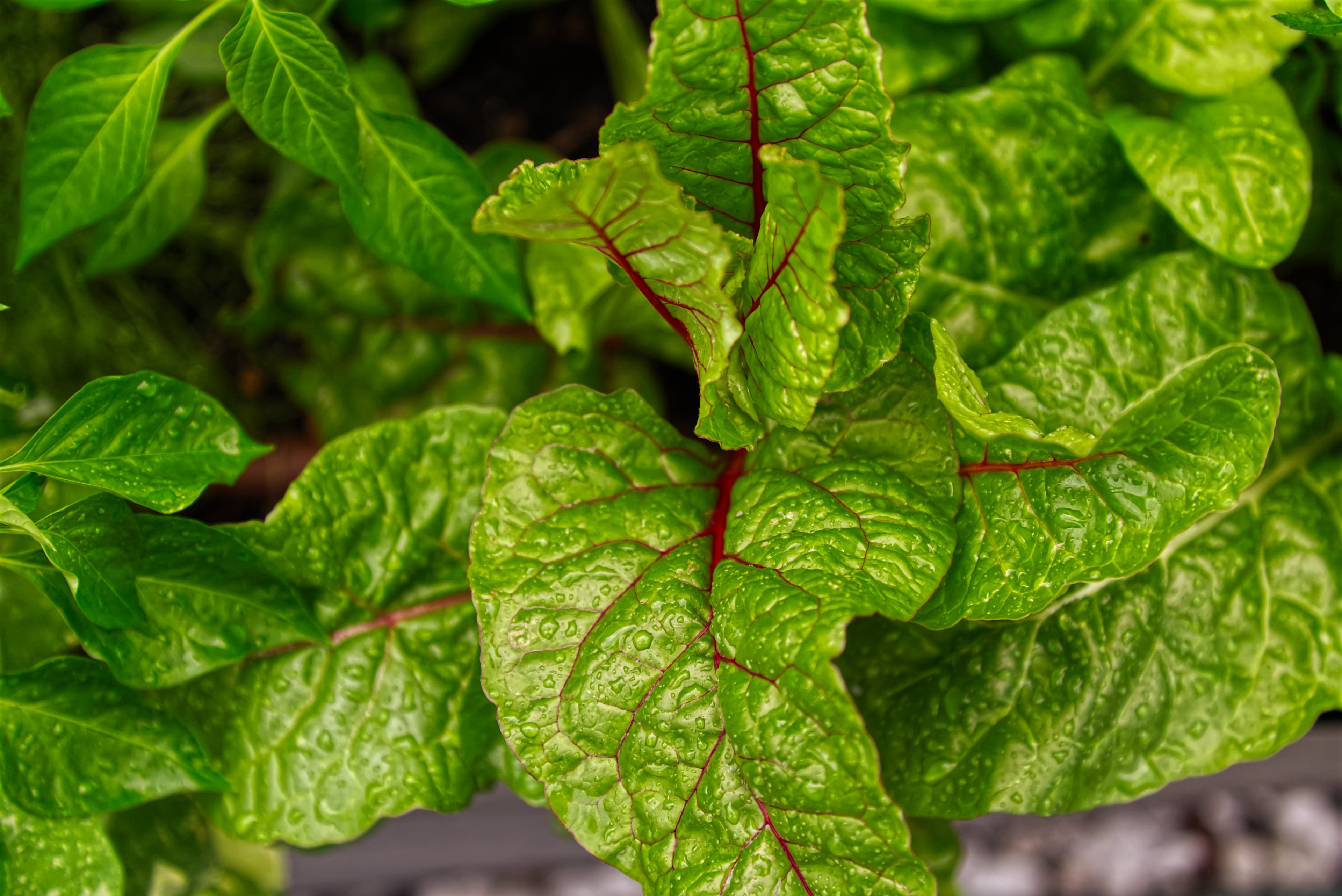 Swiss Chard Growing in Garden Bed — Feature Vibrant Swiss chard leaves growing in a raised garden bed, rich green and red stems visible.