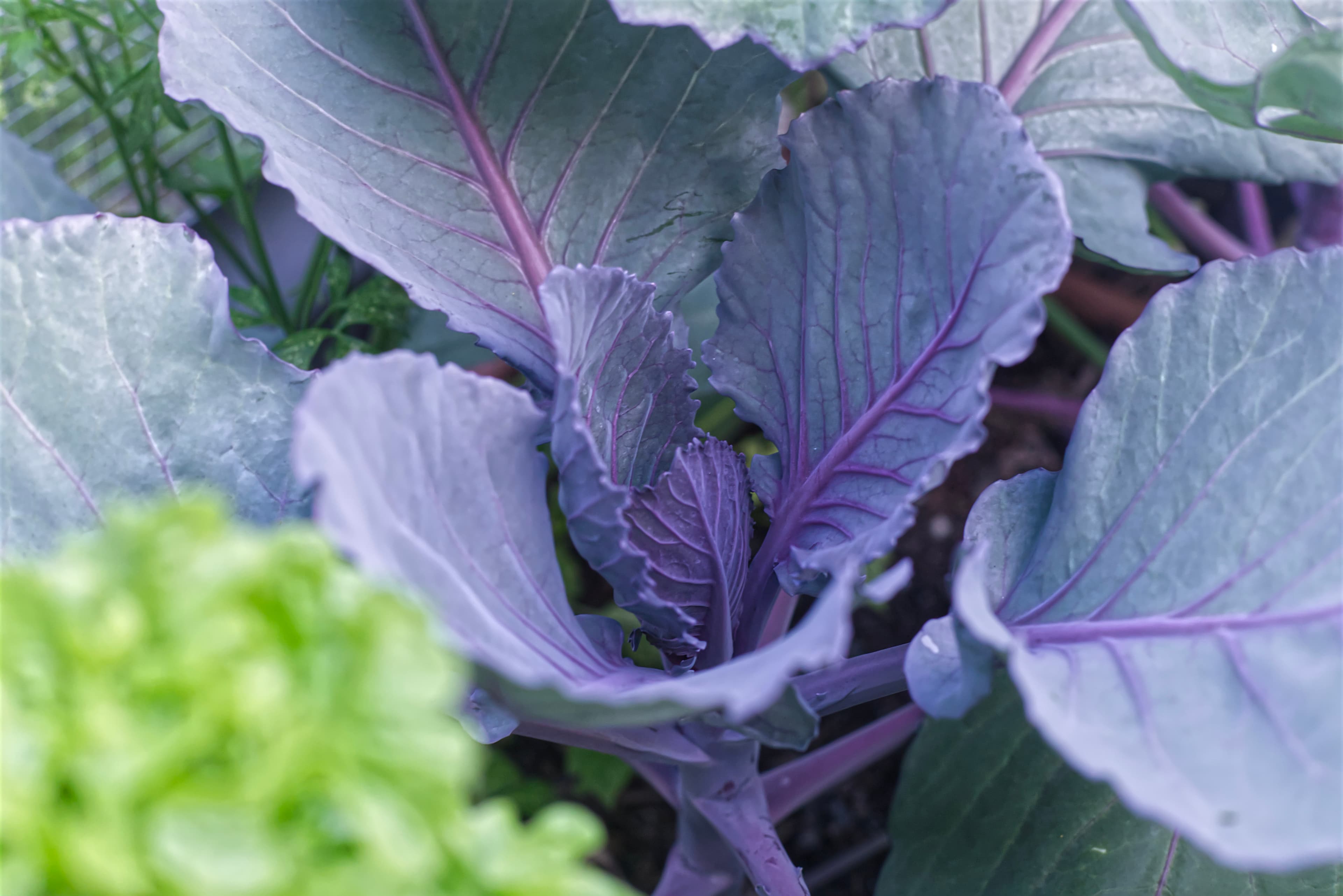 Red Cabbage Growing in Garden Bed — Feature A red cabbage growing in a raised garden bed alongside bright green lettuce — a My Petit Garden installation.