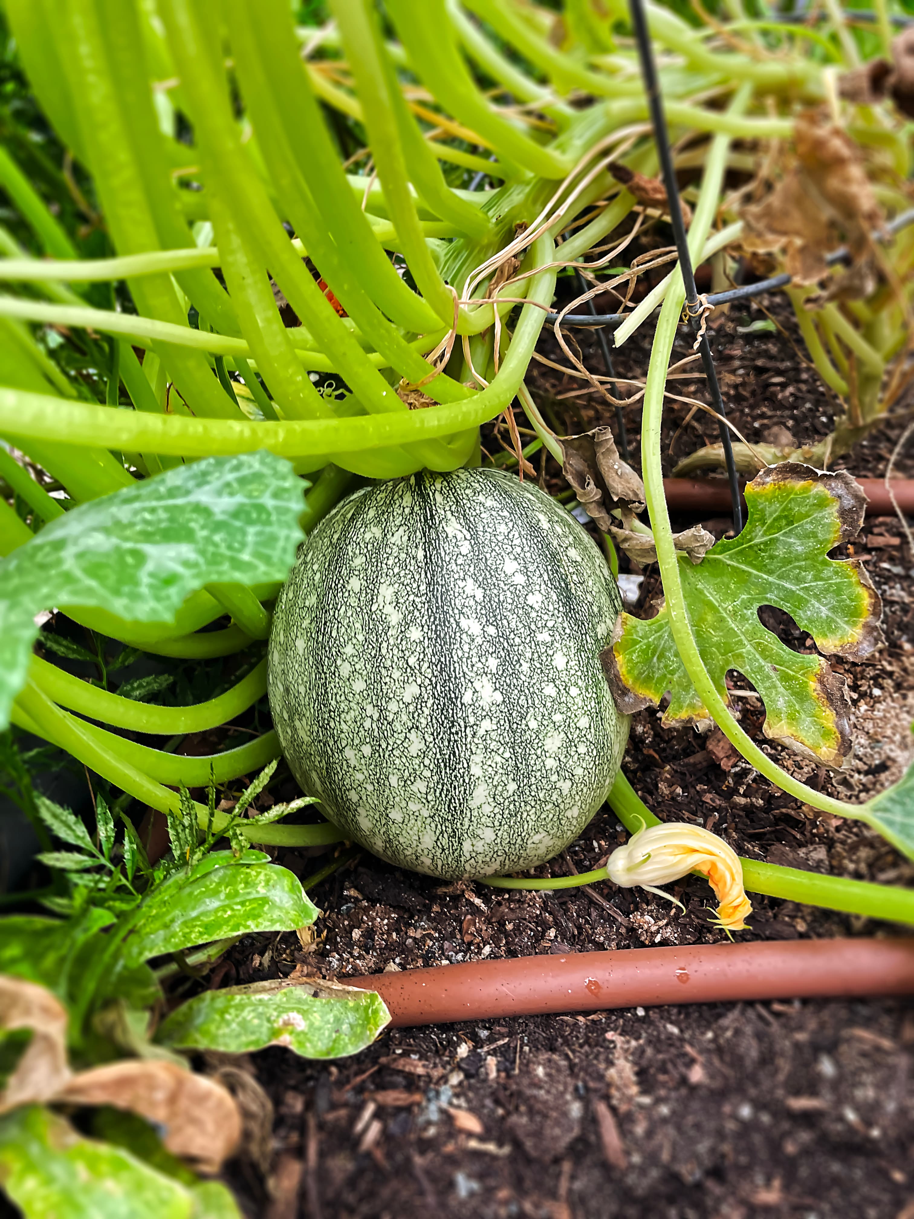 Zucchini Growing in Summer Raised Bed — Hero A round zucchini nestled among lush vines in a raised bed — a productive summer edible garden by My Petit Garden.
